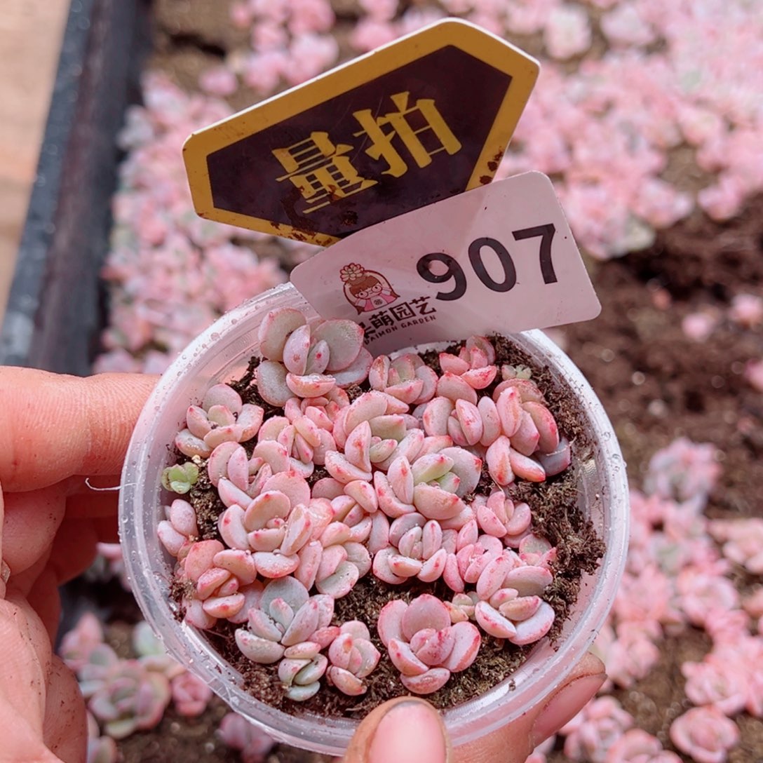 多肉植物多肉植物
