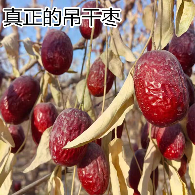 【新疆库尔勒直发】原生态若羌灰枣无抛光打蜡树上自然吊干