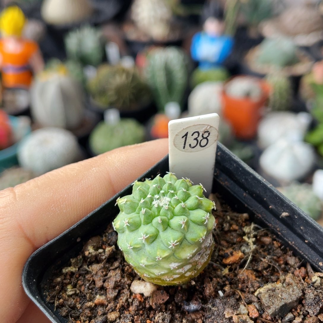 仙人球满28包邮盆口径5公分小优菊水2.1公分