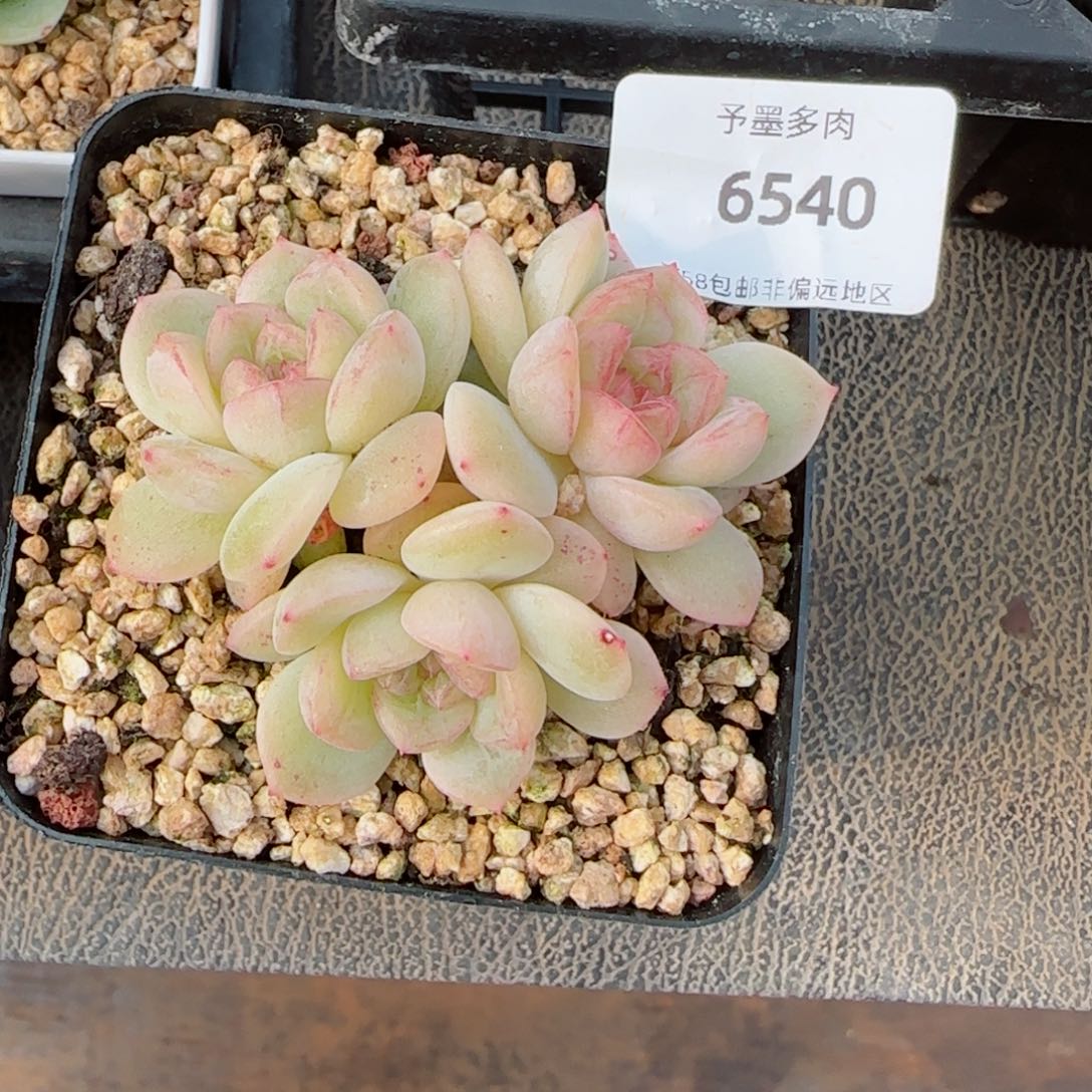 枫吟，6540多肉植物