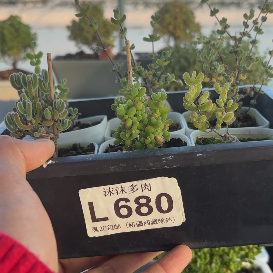 夏***t680新手套餐福利组合
