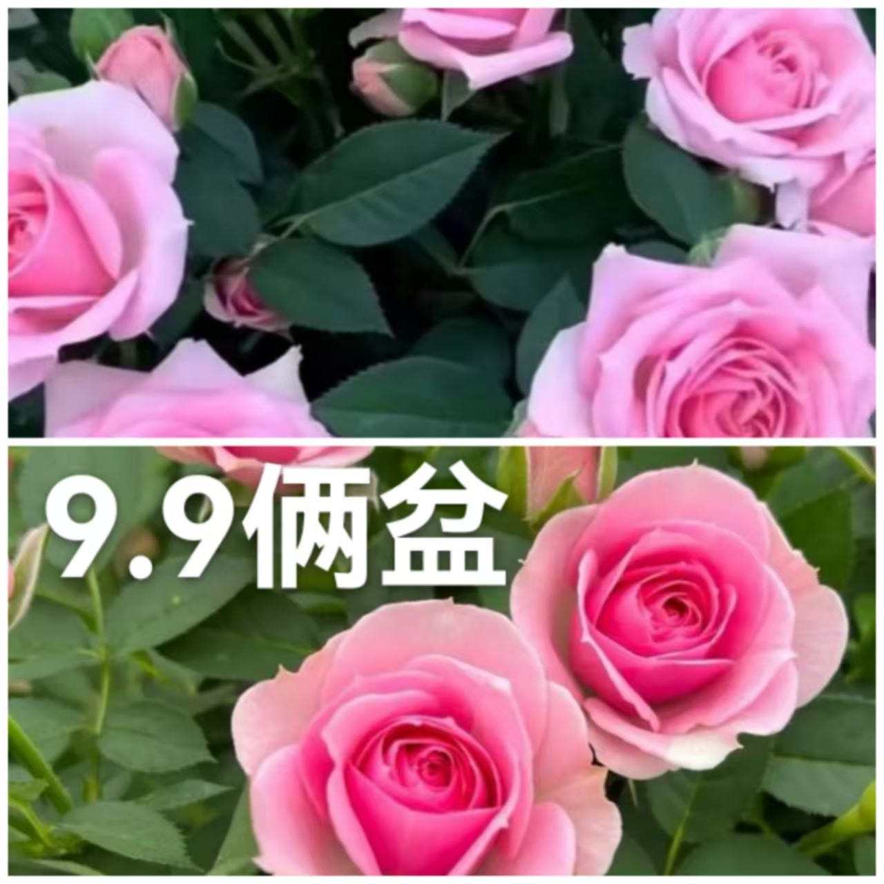 120小盆微型月季花拍一发二四季开花随机发2盆，每盆2-4个花苞发货