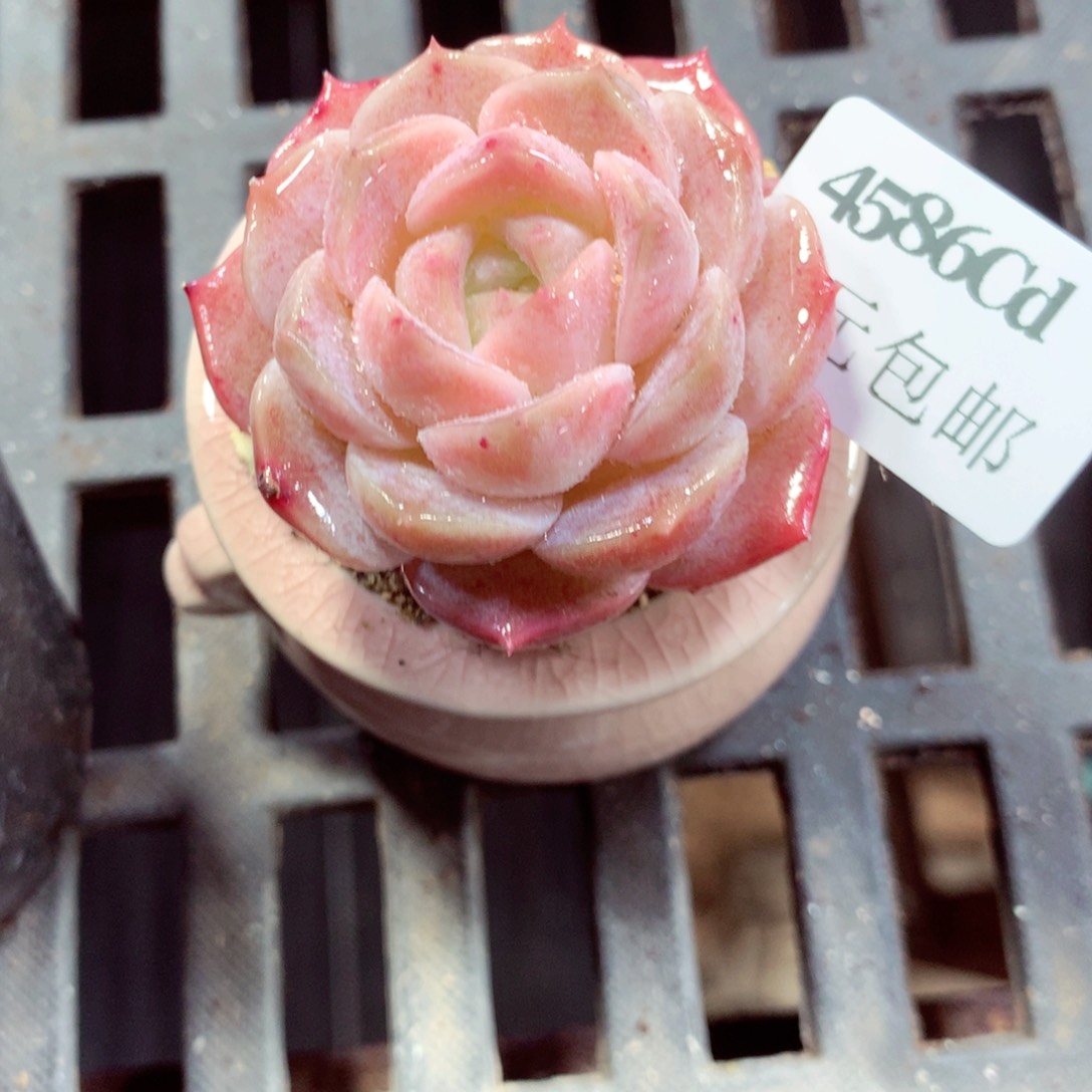 5厘米盆精控多肉4586