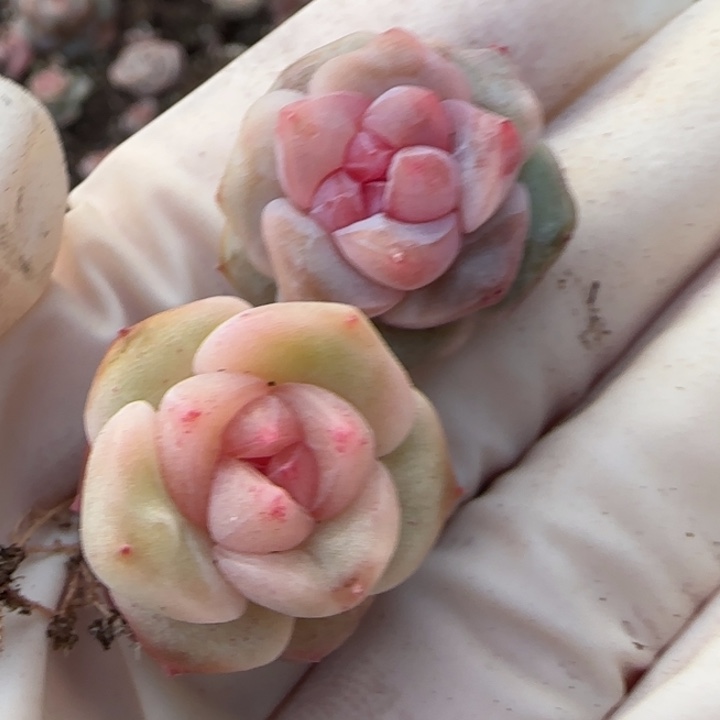 阿***。58 号王者系列多肉一盒