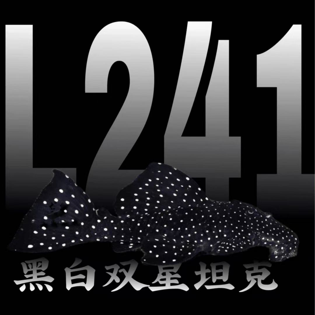 L241黑白双星坦克异形鱼底栖鱼南美观赏鱼热带观赏鱼