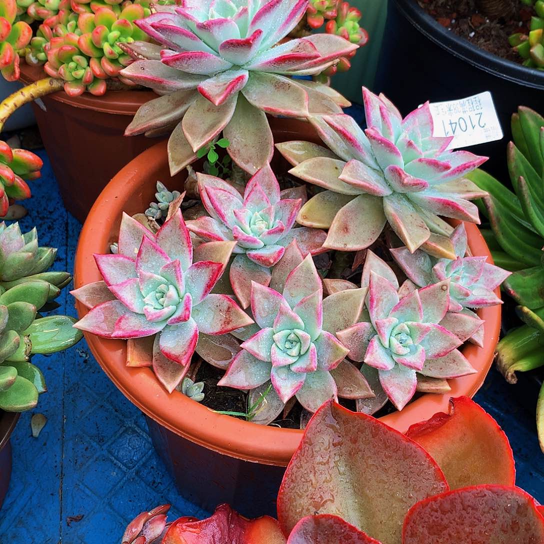 好***们   冰月多肉21041