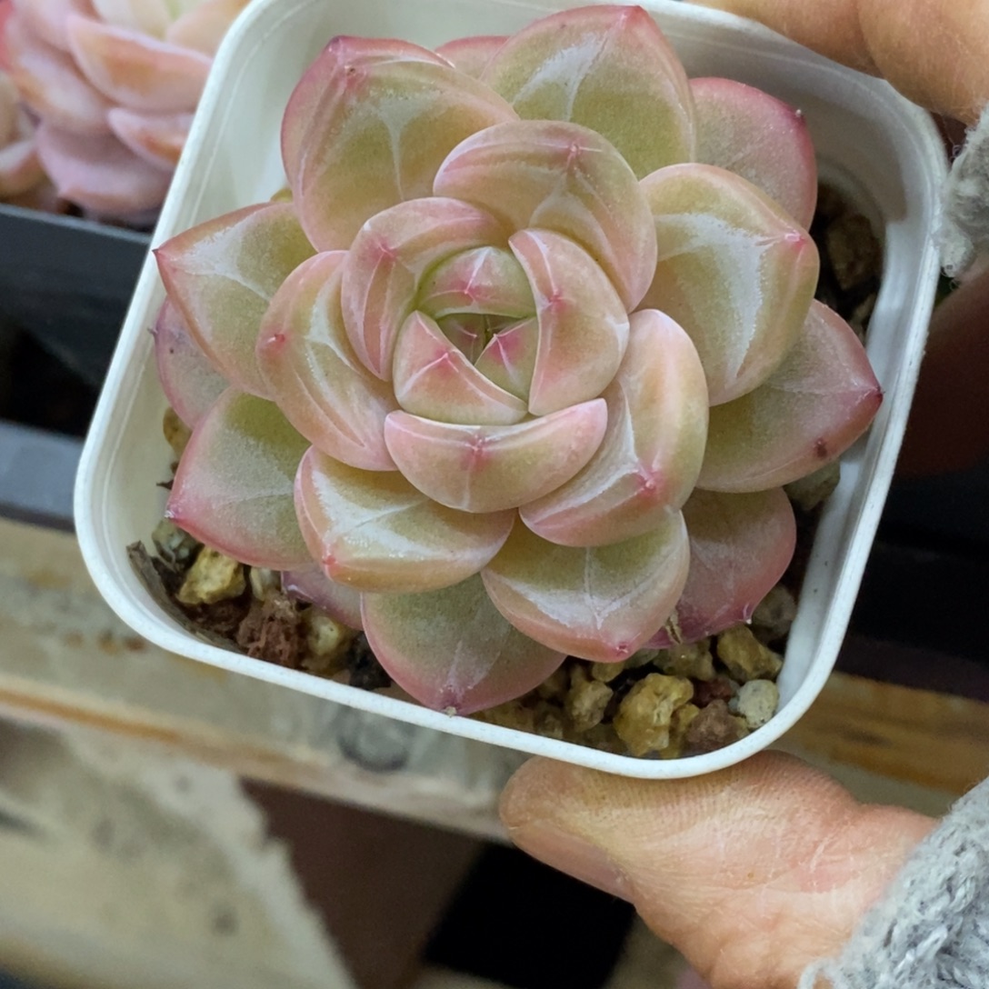 精品多肉一物一拍不包整18