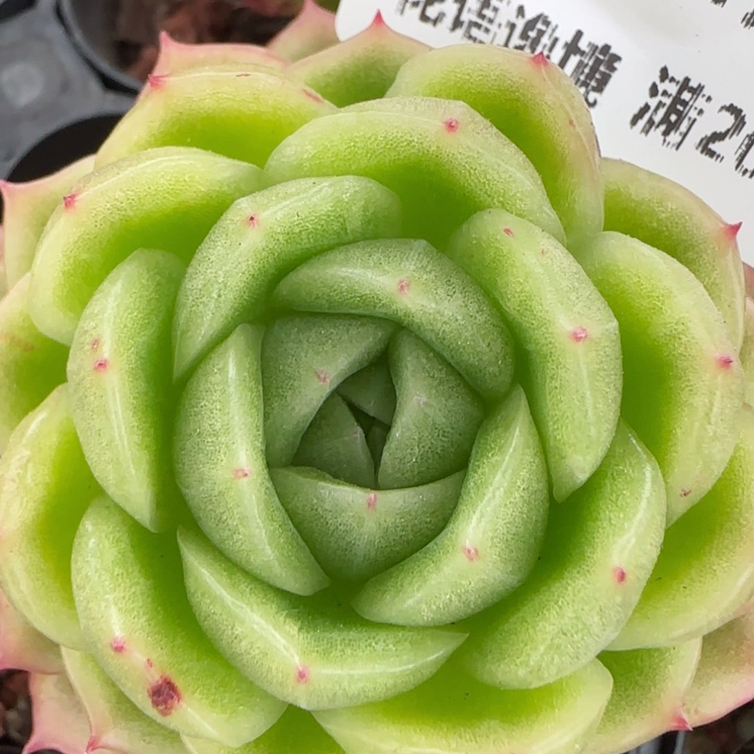 花语逸镜0129-412