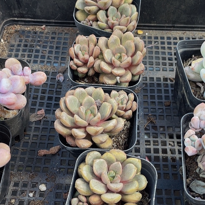 双头葡萄带盆土发