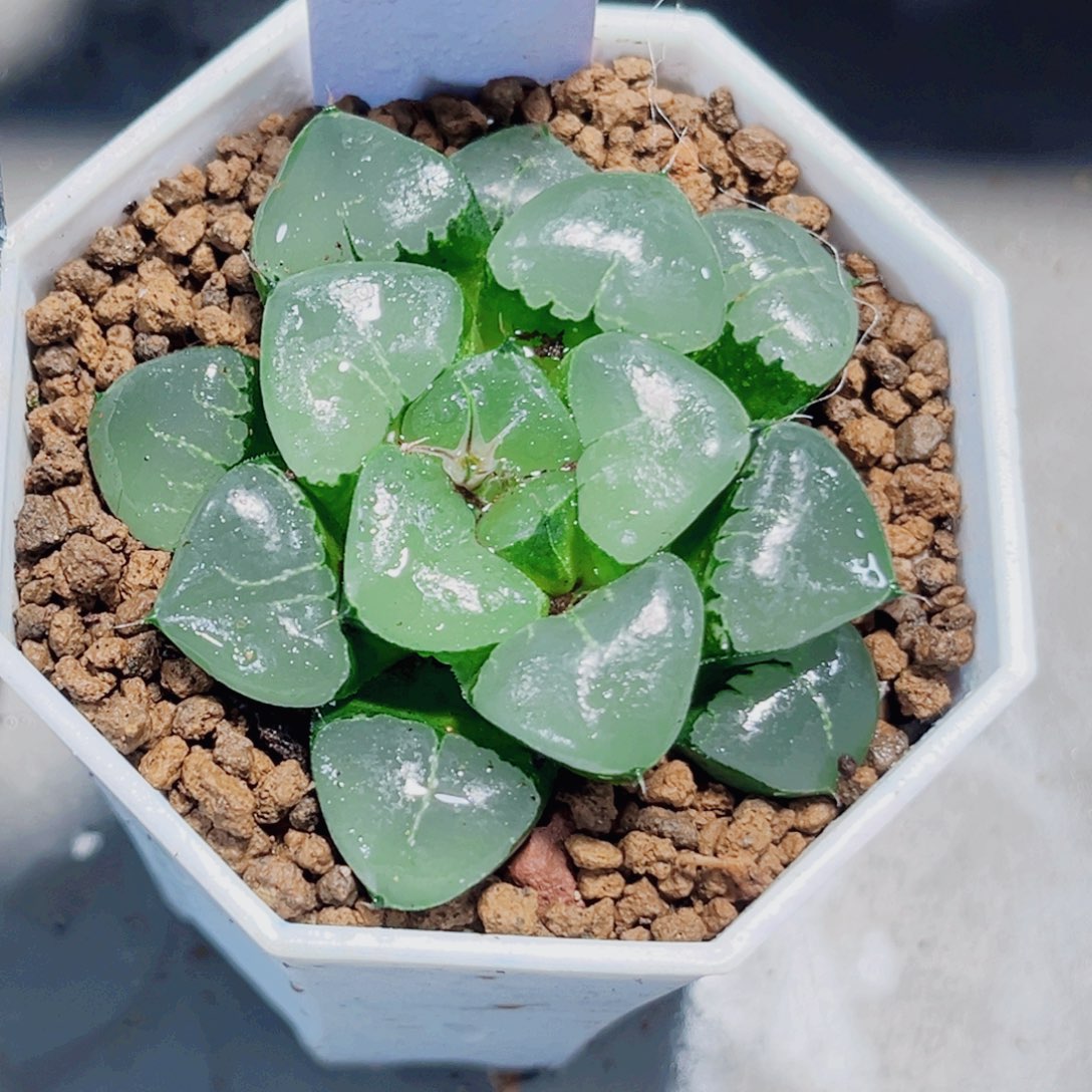 姬翠寿多肉植物6666