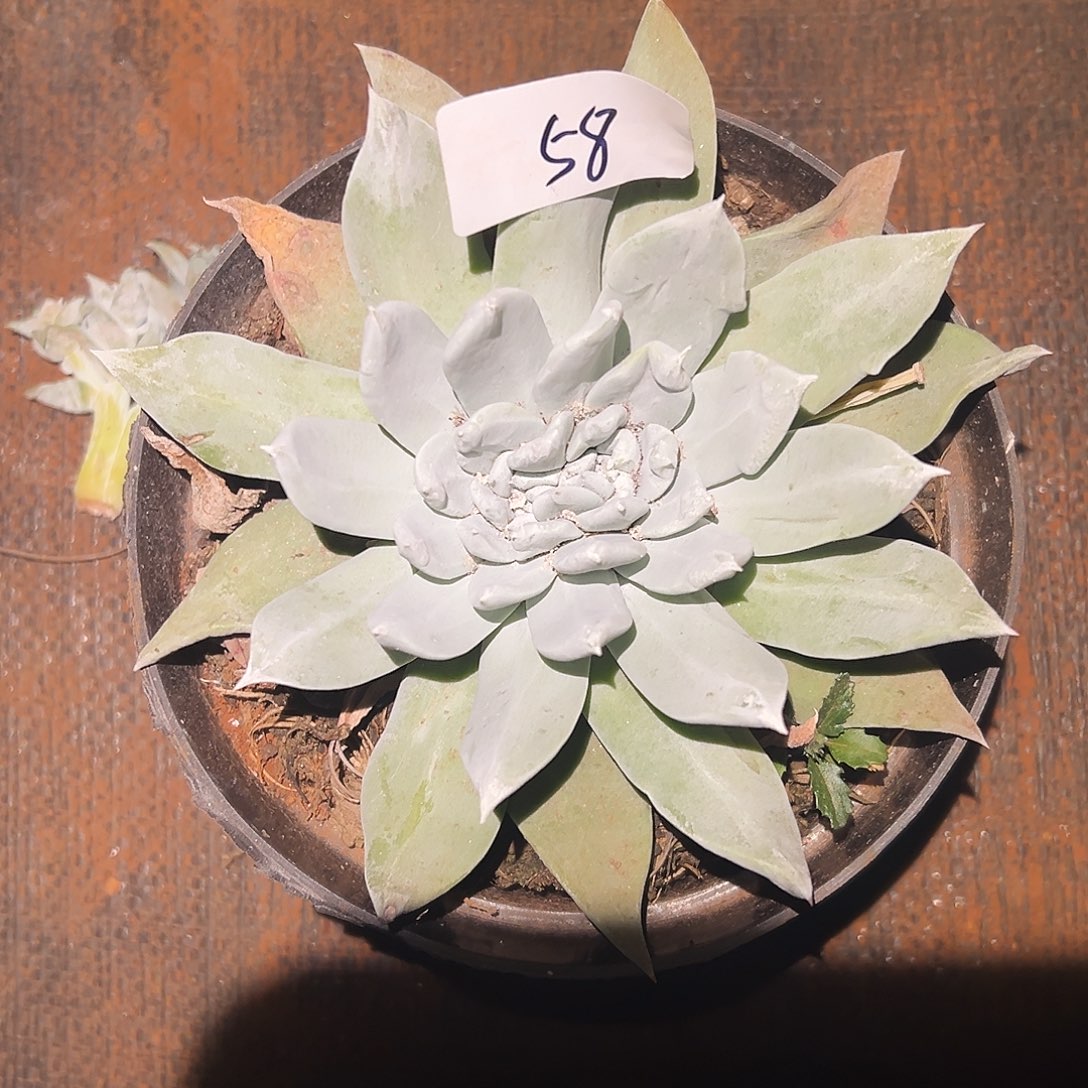 S****e3代杂交女杯多肉。