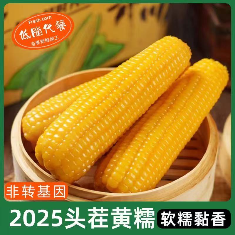 【试吃三根】东北头茬25年黄糯玉米粗粮低脂大棒真空包装10根装