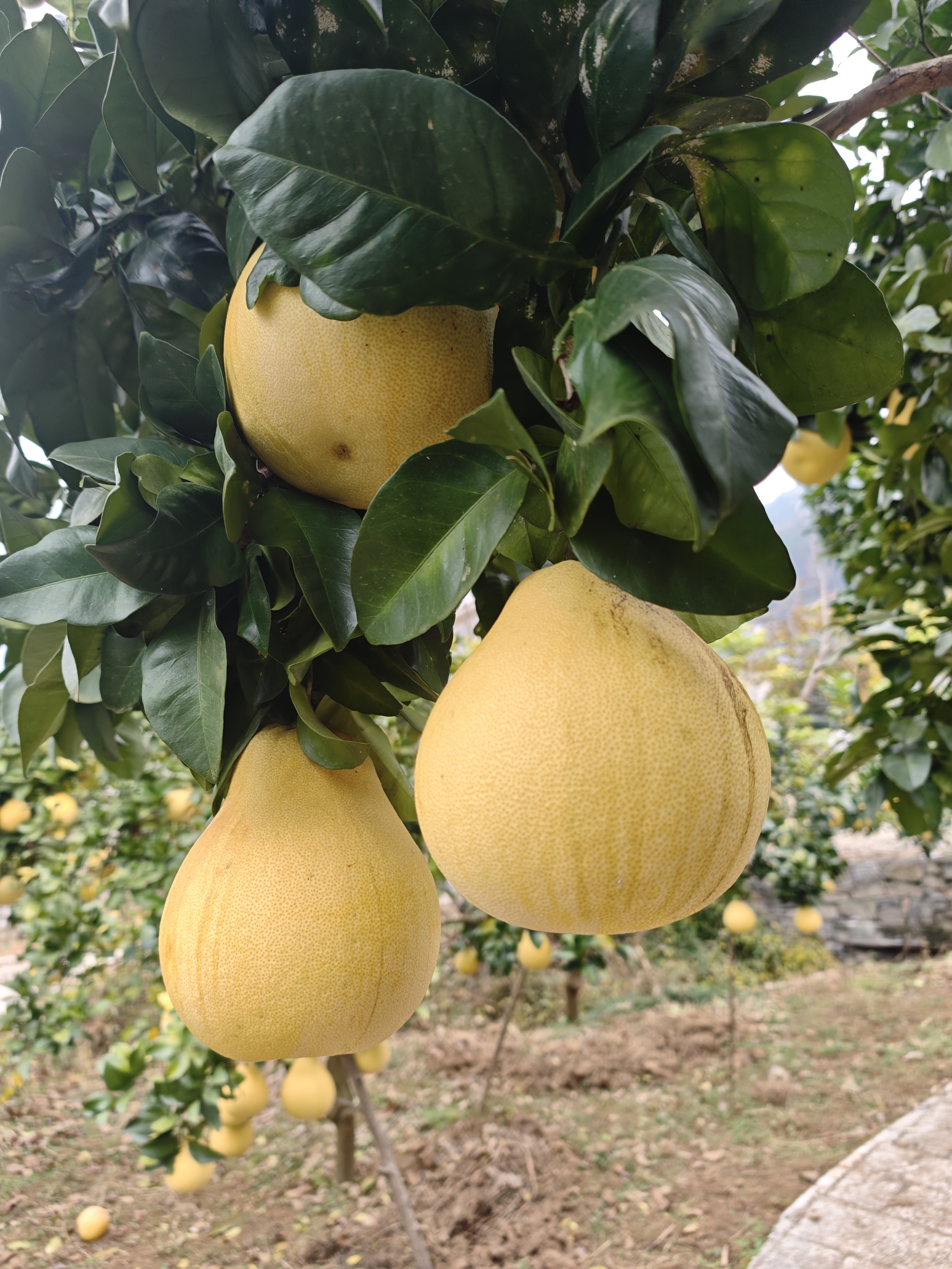 恩施景阳玉皇柚，无打蜡，外皮有斑点，农家货，介意慎拍