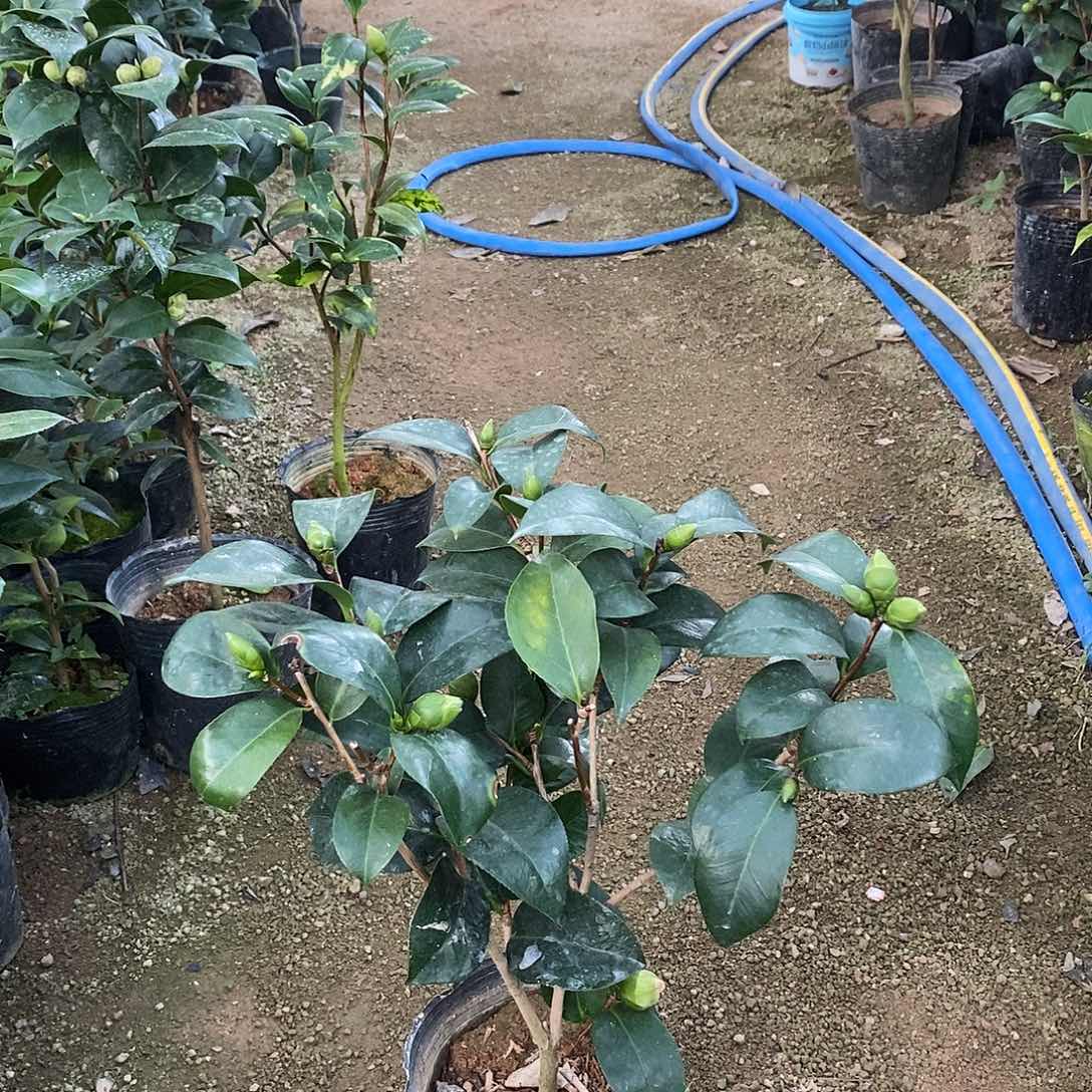 完全开放龙火株茶花
