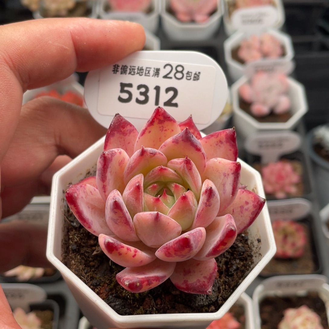 拉糖5312-5.5厘米
