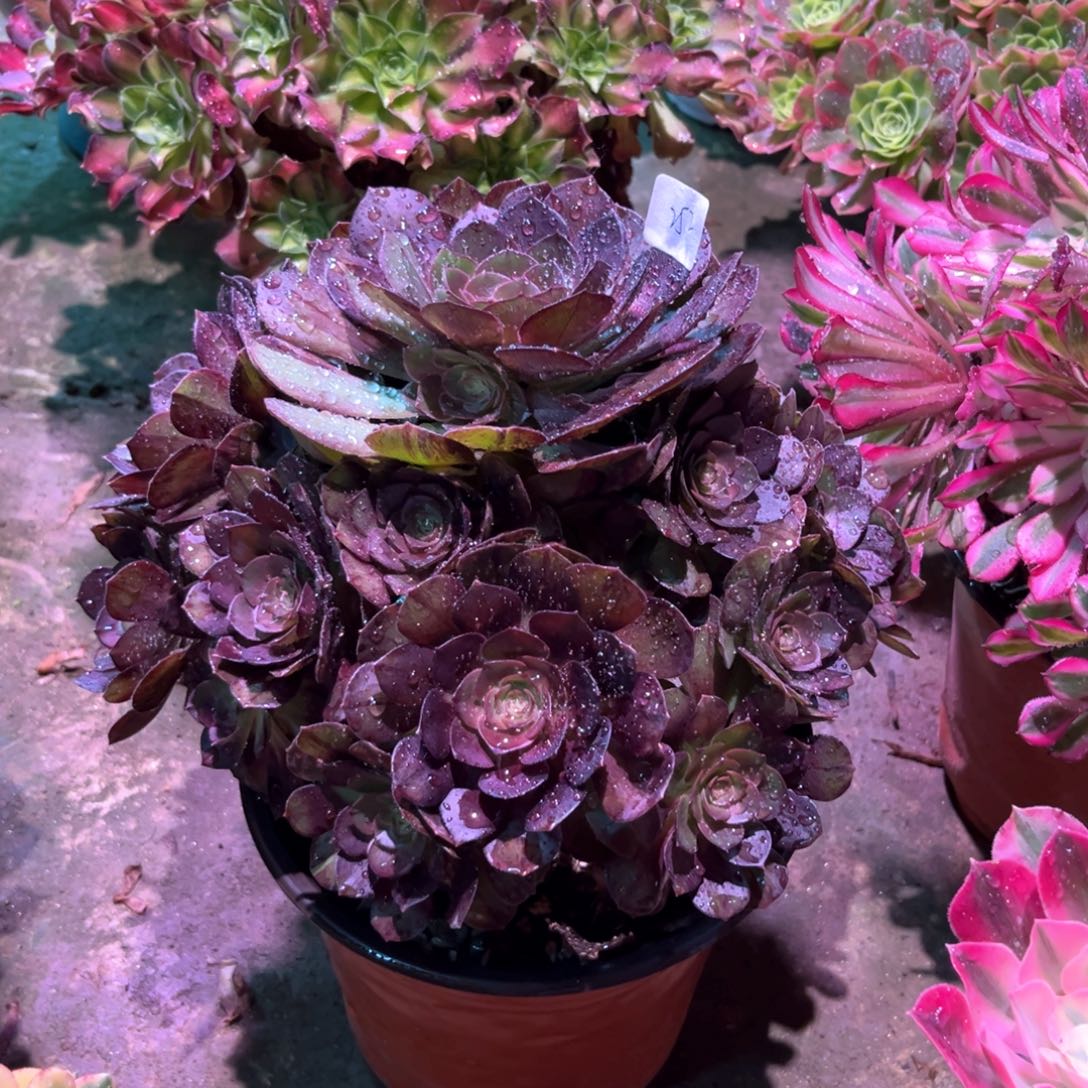 多肉植物黑美人25