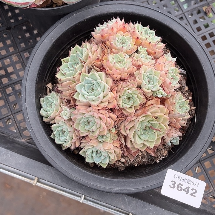 阿雅园艺。      3642沙罗姬