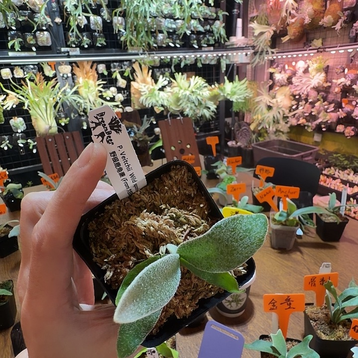 无花朵鹿野直播间竞拍野银