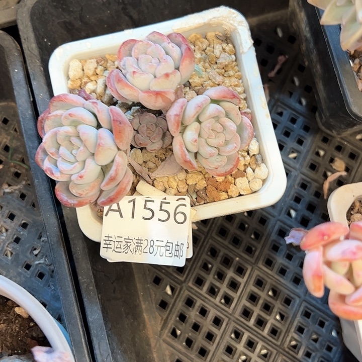 幸运的是我的朋友