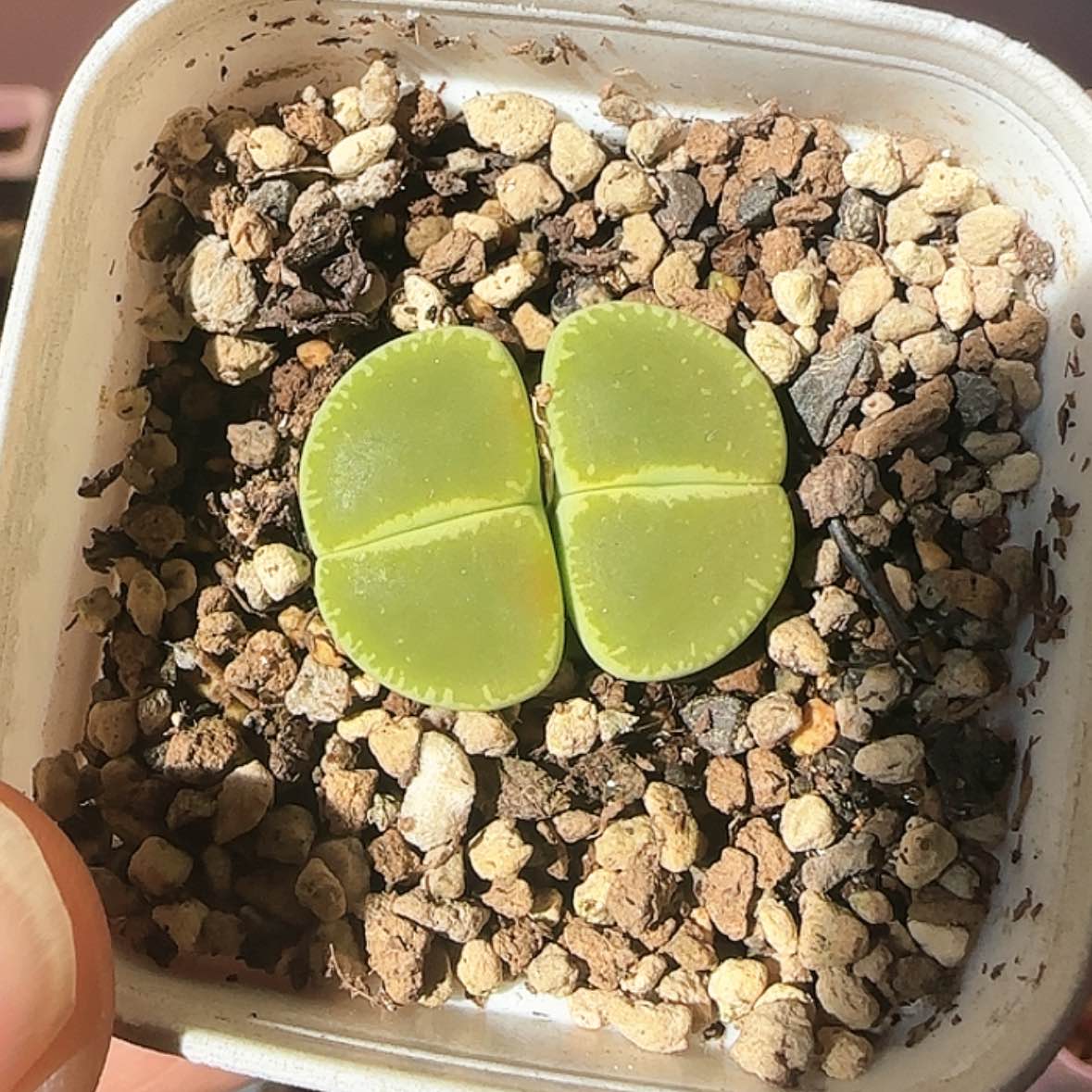 【闪购商品】绿光阳12345