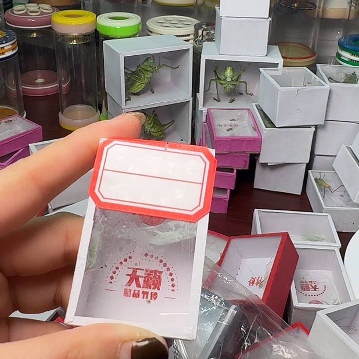 古***小蟋蟀一条蓝灵。           