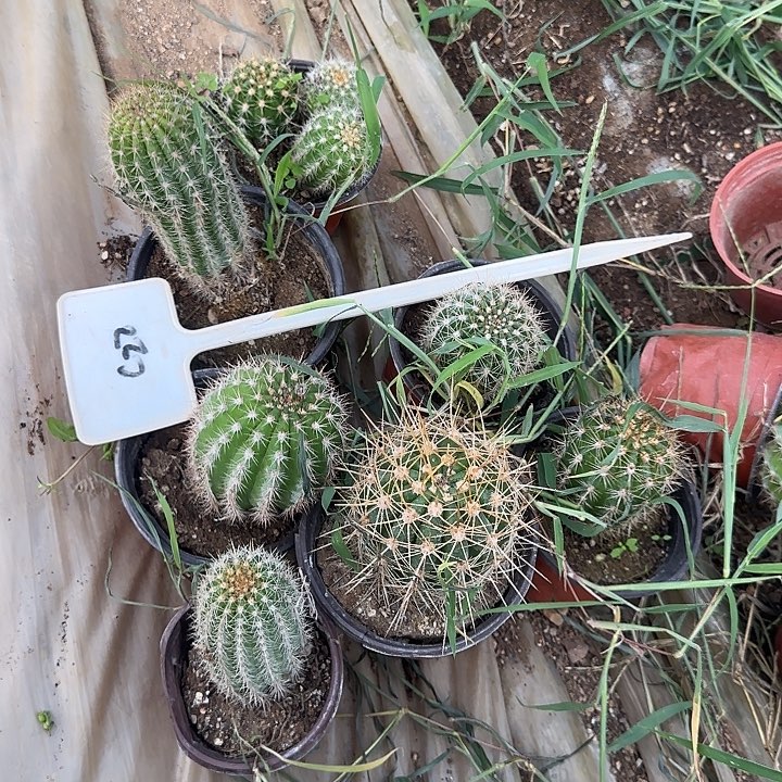 一***阳C22实生毛花柱一组20得
