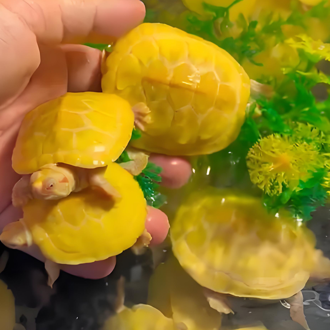 （直播链接）田黄金线草高黄白巴深水活物冷水观赏龟招财长寿宠物龟