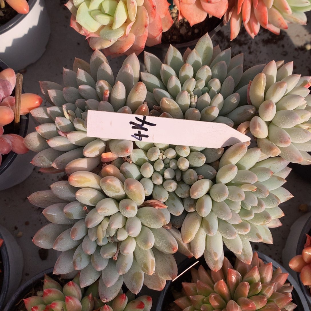 奶糖62626263626263