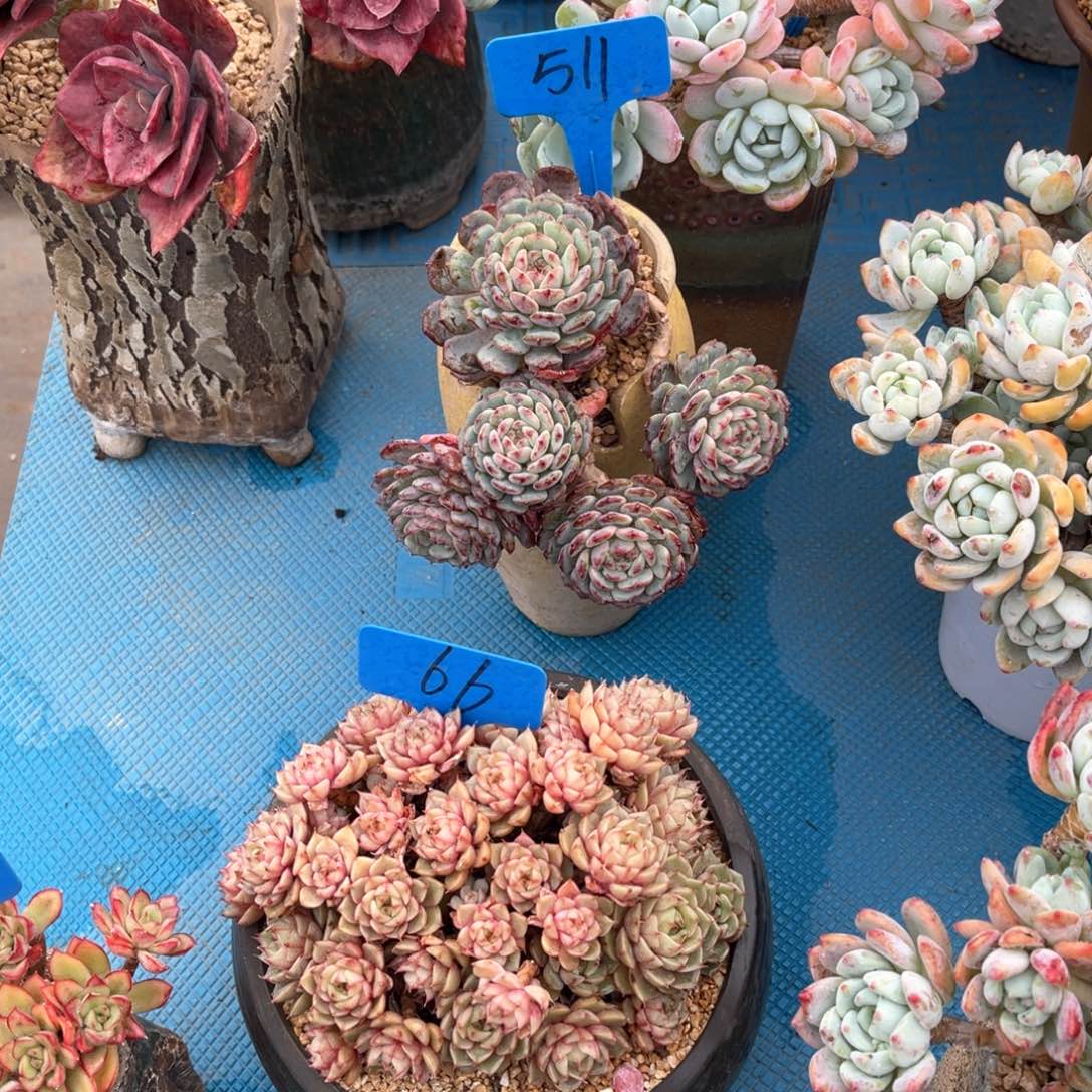 葵*511白胖子多肉植物