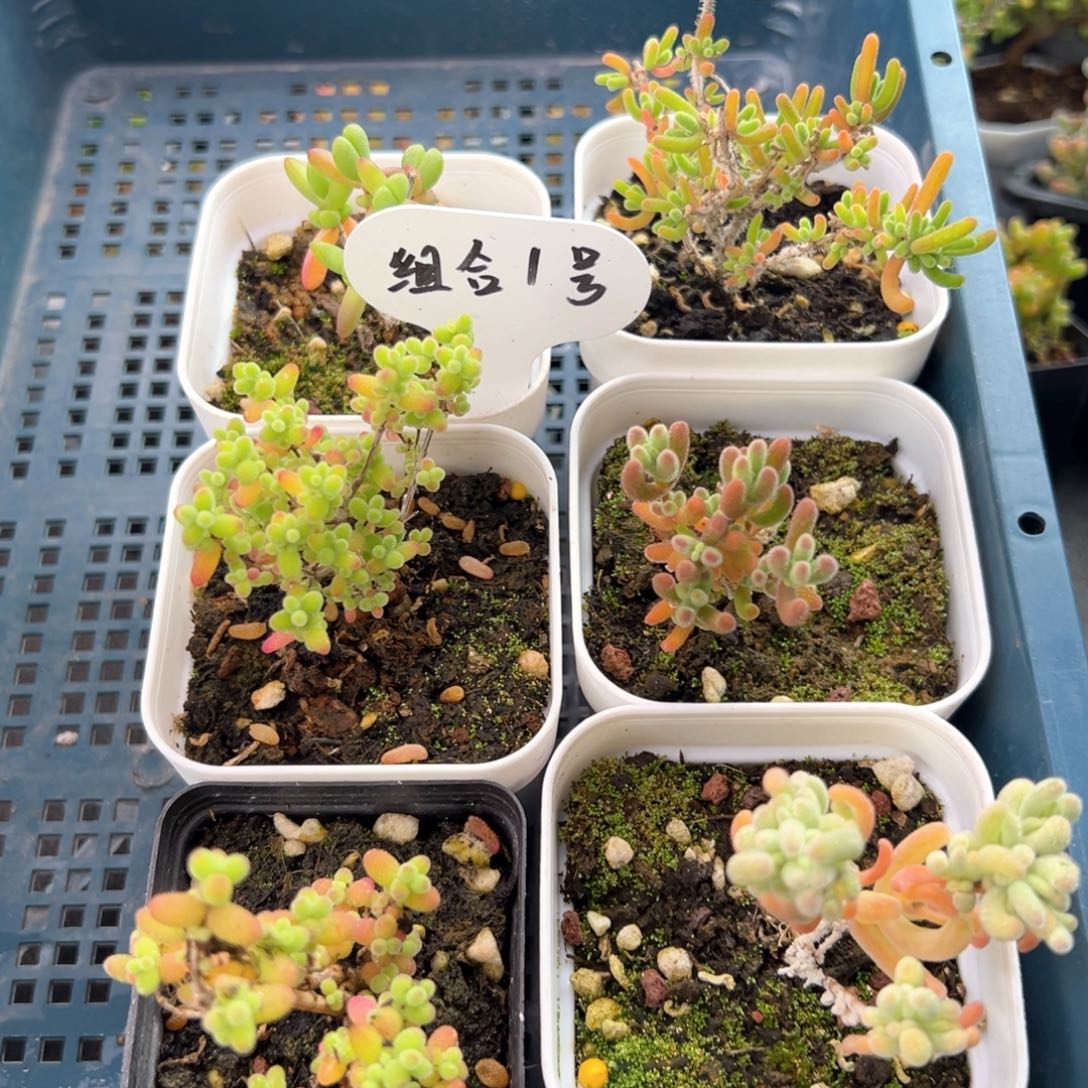 开播福利组合款1号