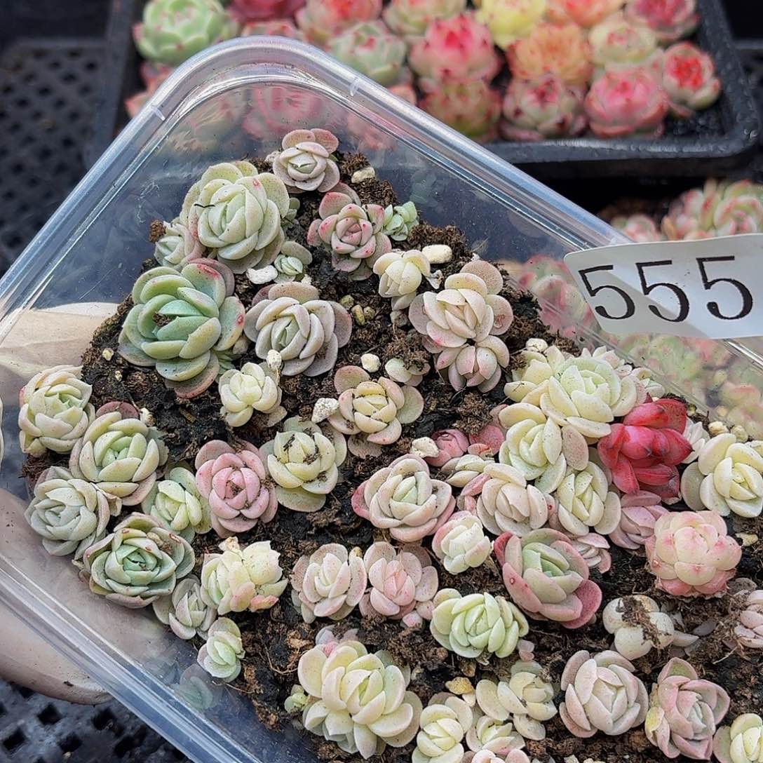 多肉植物多肉植物555