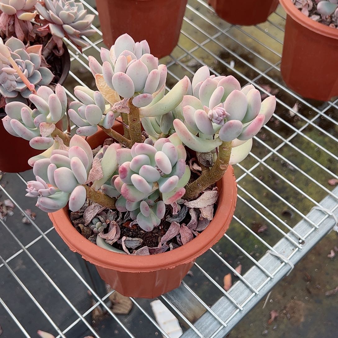 三日月美人大盆控养