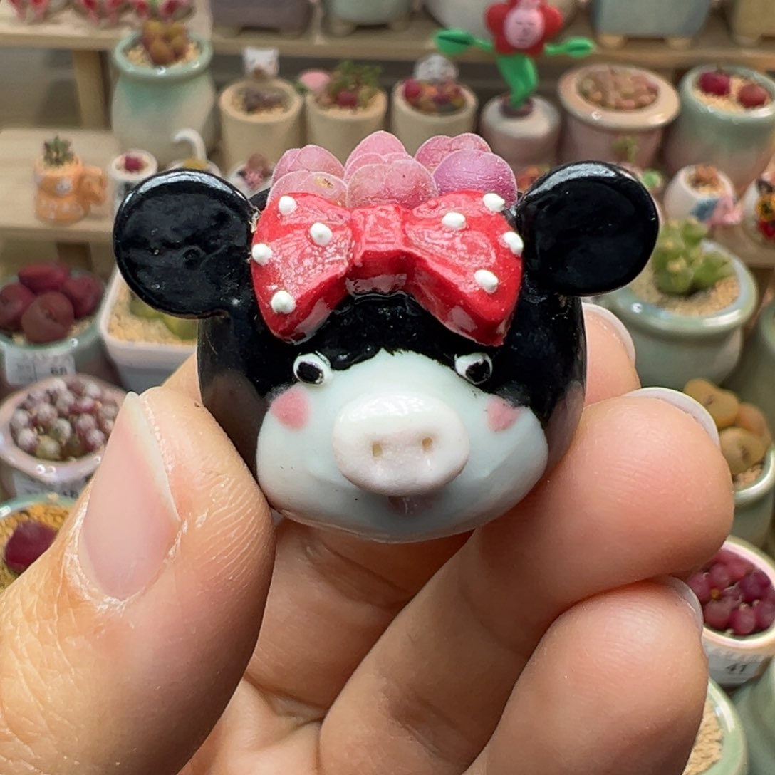 多肉植物97号毛翠滴