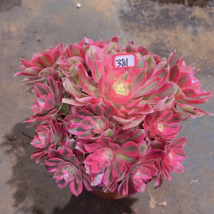 粉女巫法师多肉381