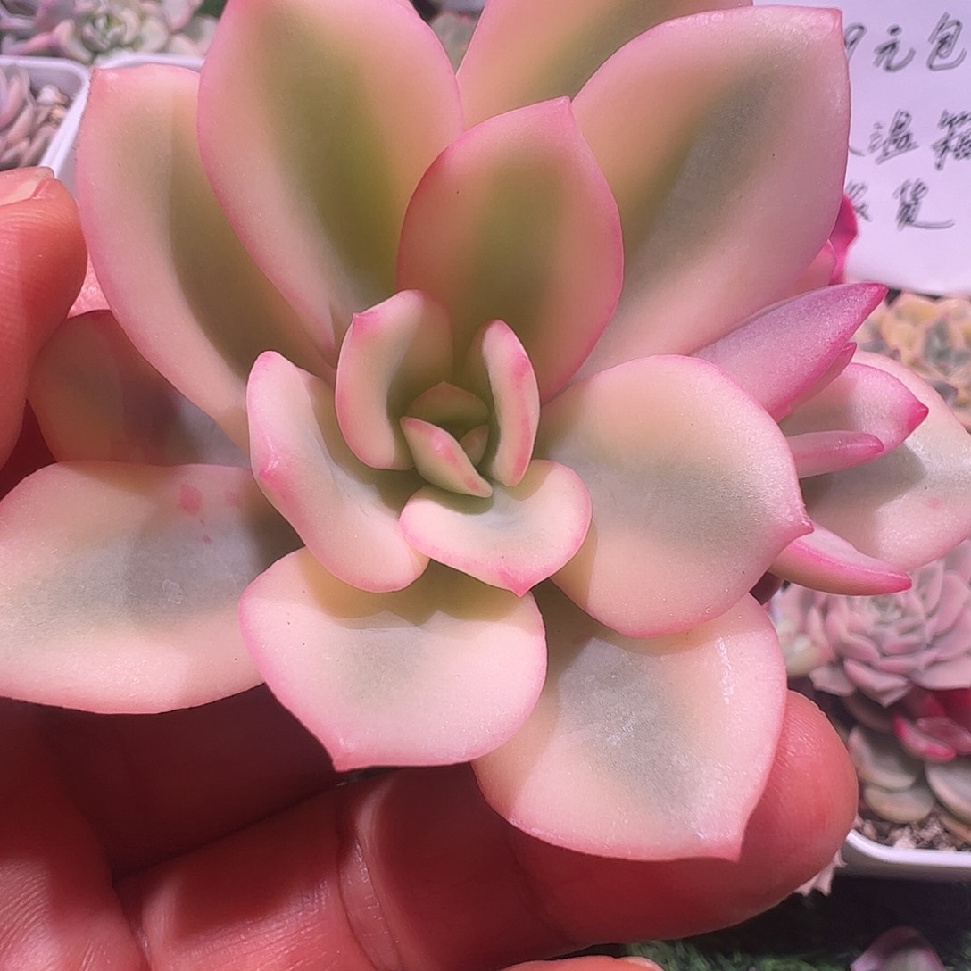 A***G多肉植物多肉植物