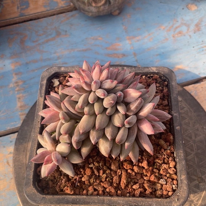 【闪购商品】虞美人缀