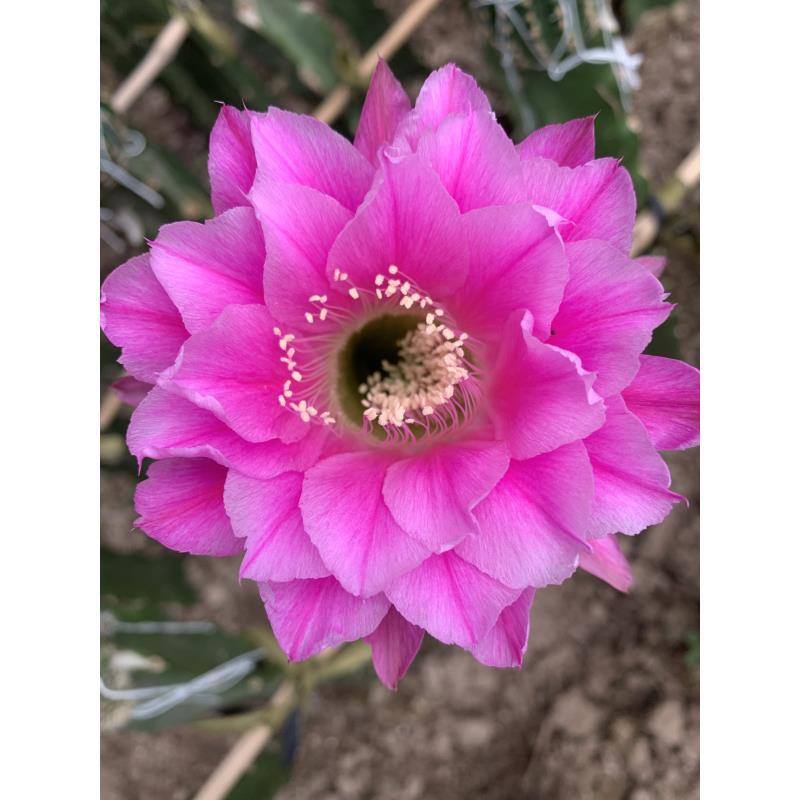 自根球嫣然彩草，尺寸以直播间为准，环境不同开花不同，介意勿拍