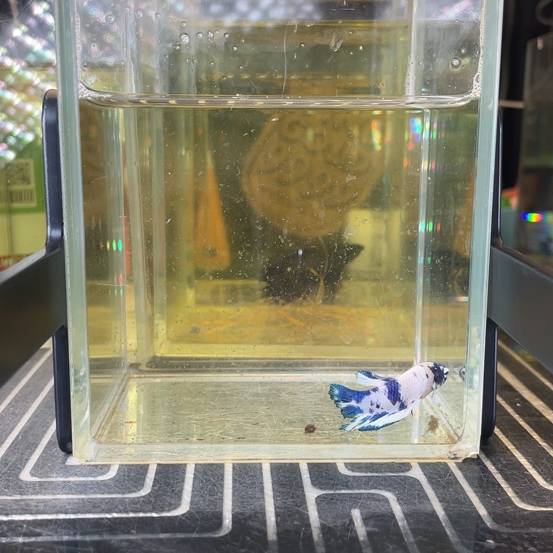 斗鱼14号1210早青花