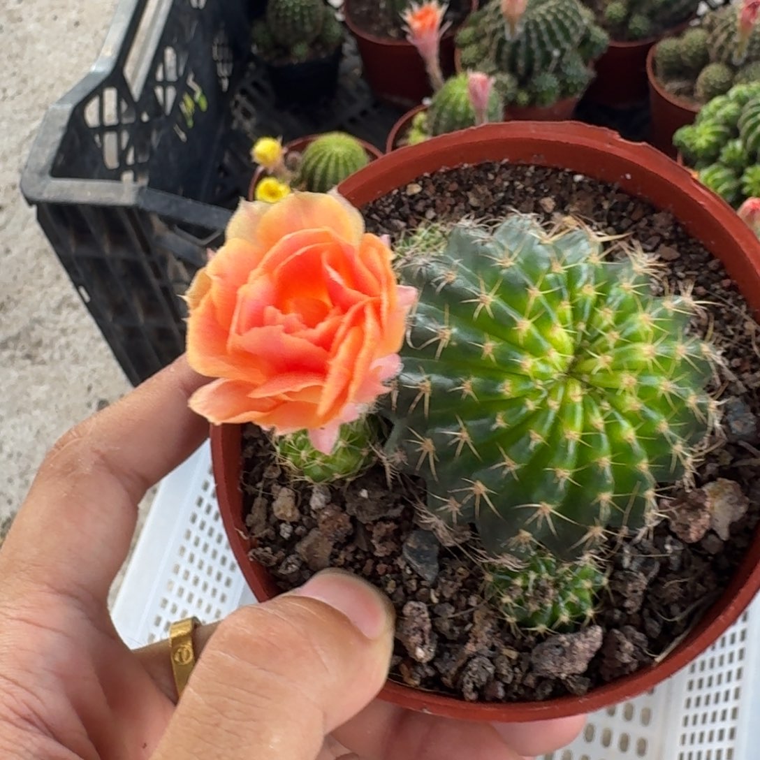 ᰔ****无花朵丽花哈哈哈哈哈哈哈哈