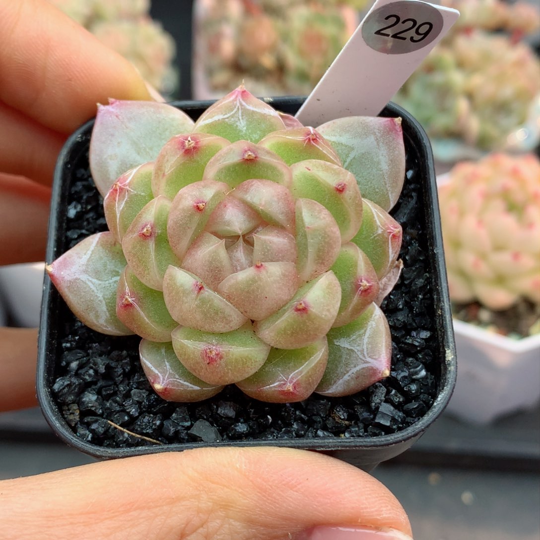 哈哈58包邮  群生不包整229