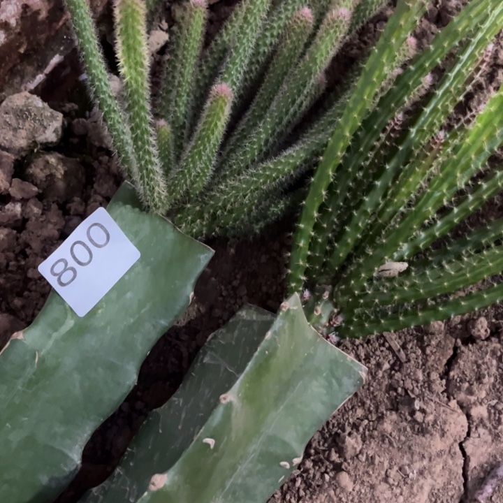 茶***霏粉色紫色和一棵^_^800