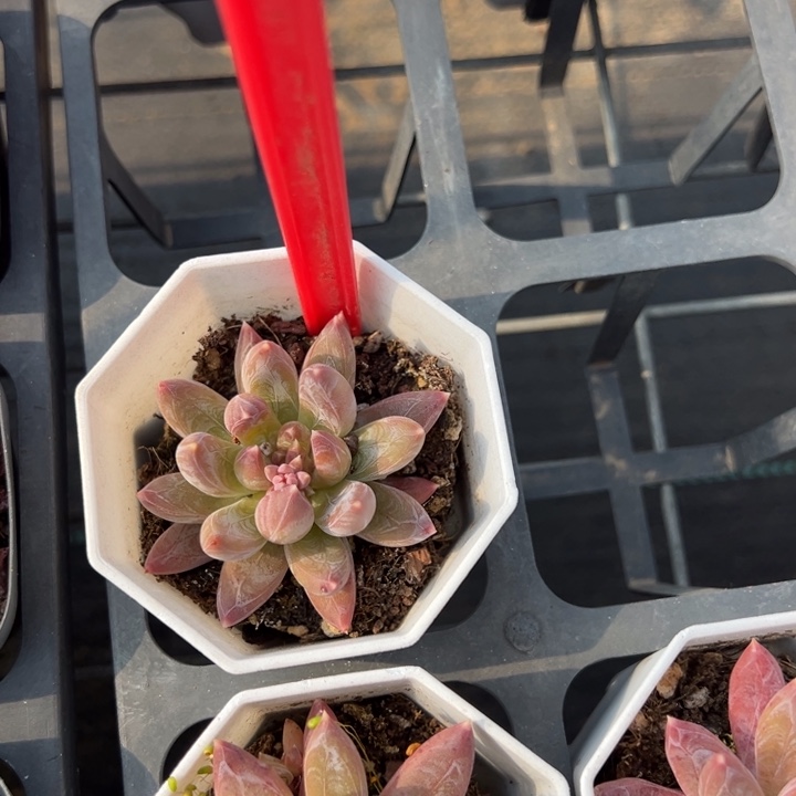 炫彩星单头一颗量拍多肉满20包邮下午发