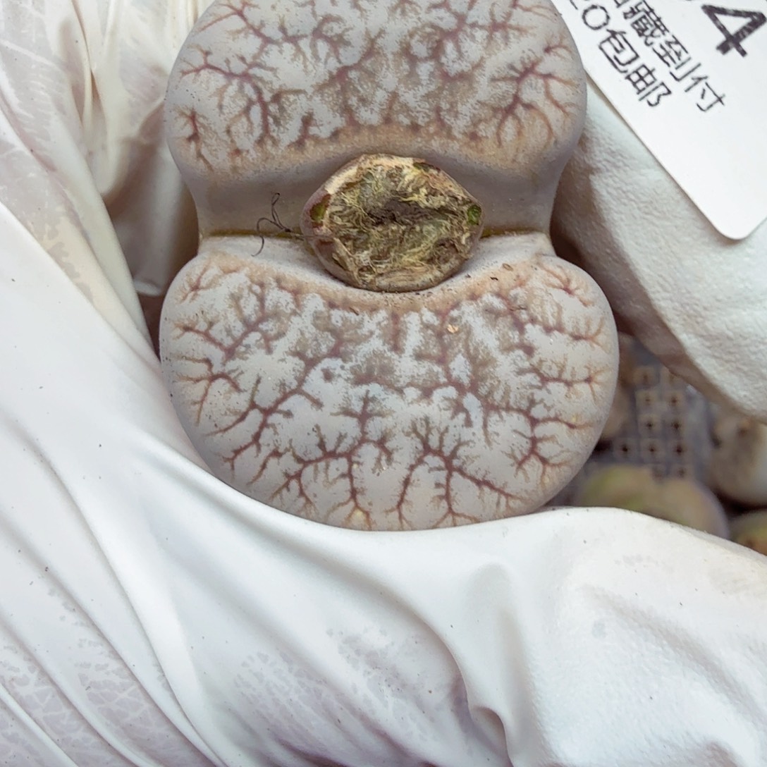 哈哈笑了啊太有道理404你