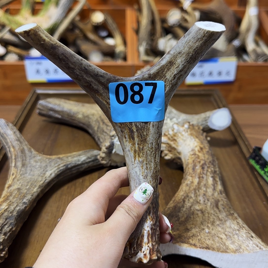 鹿骨手串/手链弹弓087 长17 弓 13 柄2