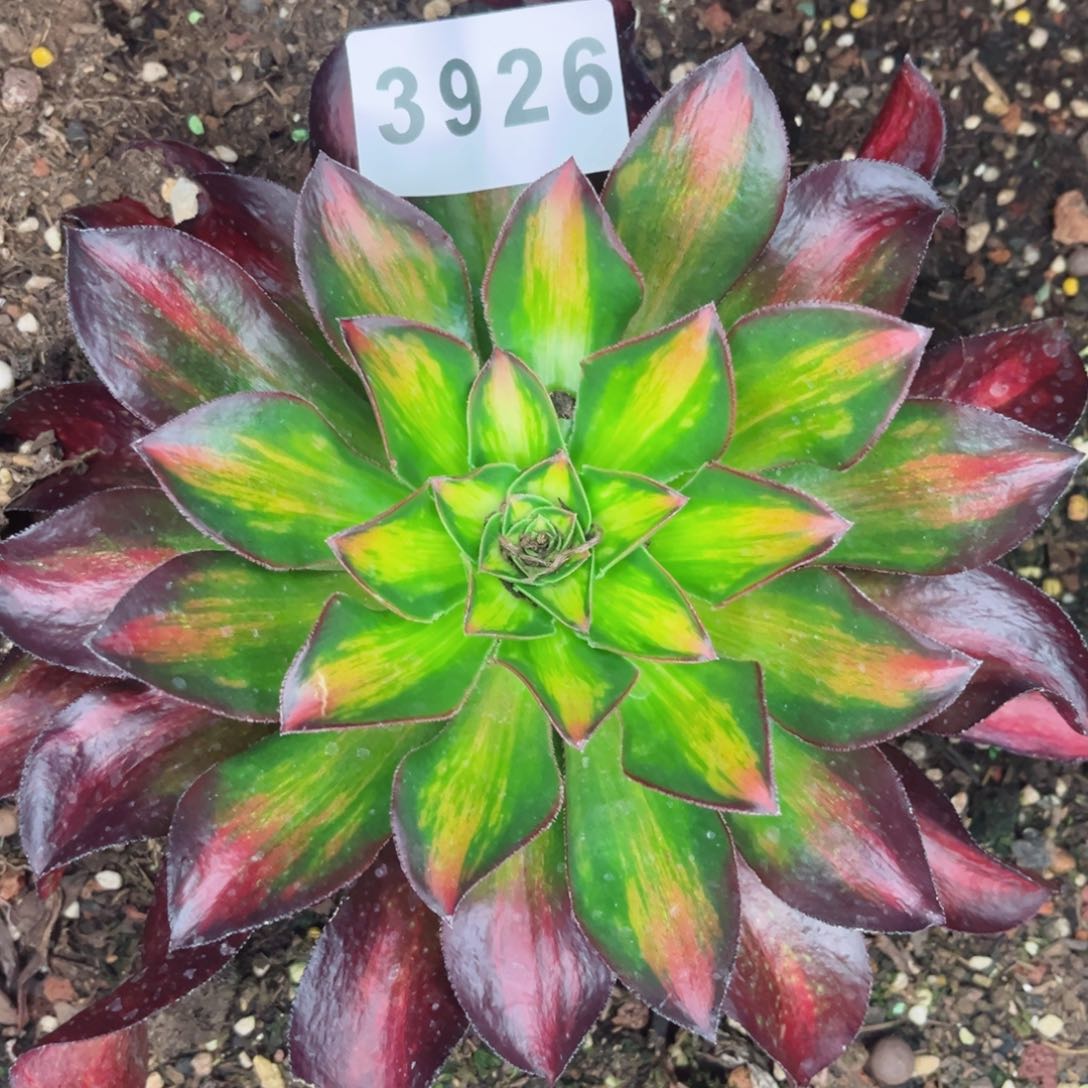 魅影中斑多肉发货