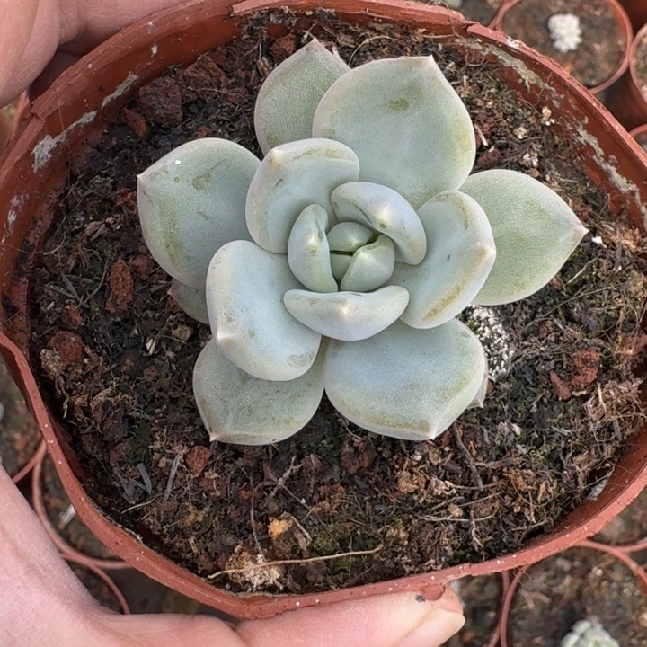 邀月 单头  一物一拍