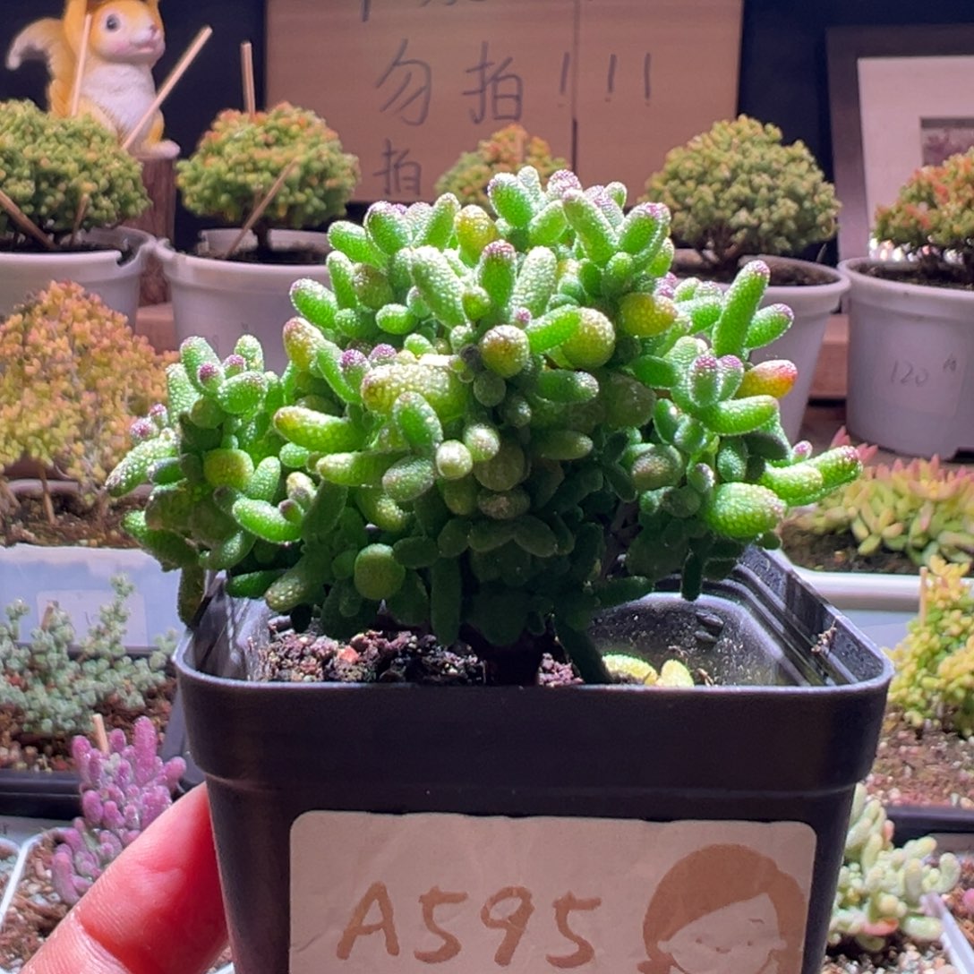 595金桔一物一拍包开箱