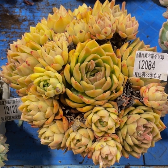 香*儿白玫瑰12084多肉