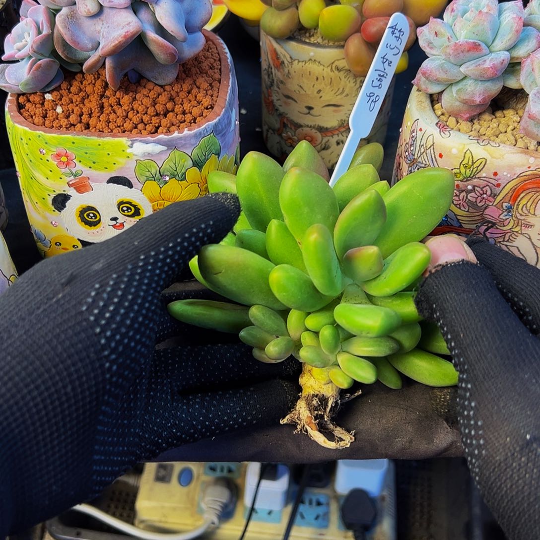 称***意芒果奶多肉植物一颗