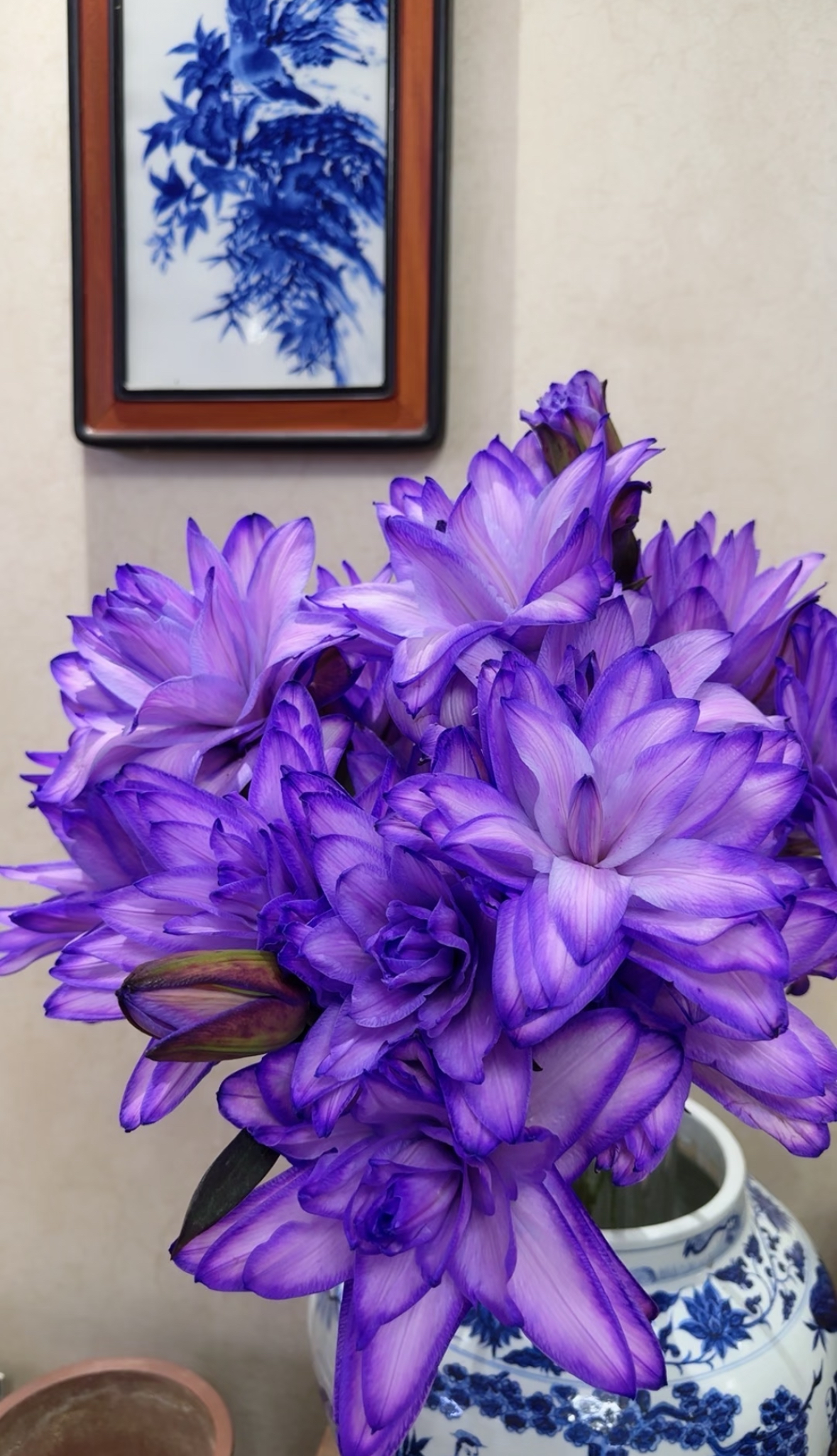 【3头-紫霞仙子-冰美人吸色 】紫气东来吸色重瓣百合 家居鲜花